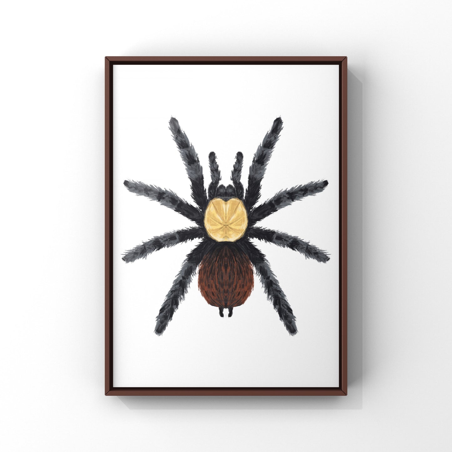 Golden Red Rump Tarantula, Brachypelma Albiceps, Photographic Art Print