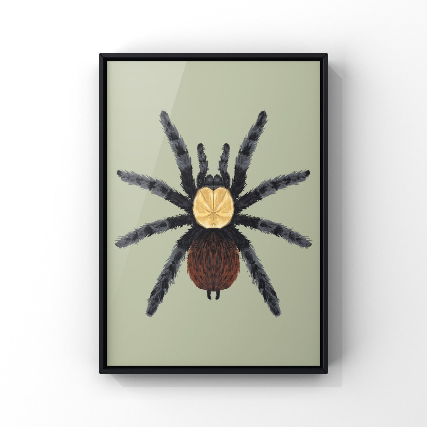 Golden Red Rump Tarantula, Brachypelma Albiceps, Photographic Art Print