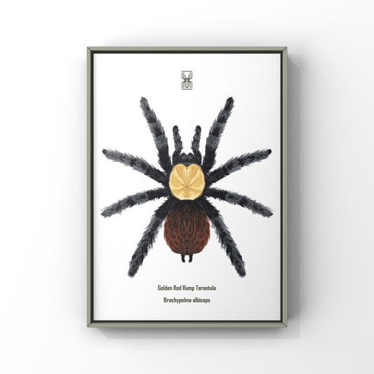 Golden Red Rump Tarantula, Brachypelma Albiceps, Photographic Art Print