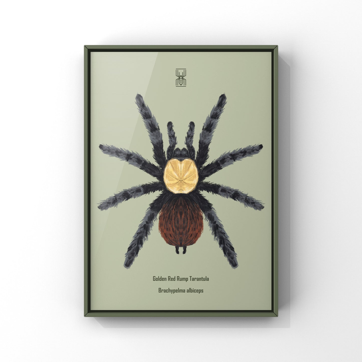 Golden Red Rump Tarantula, Brachypelma Albiceps, Photographic Art Print