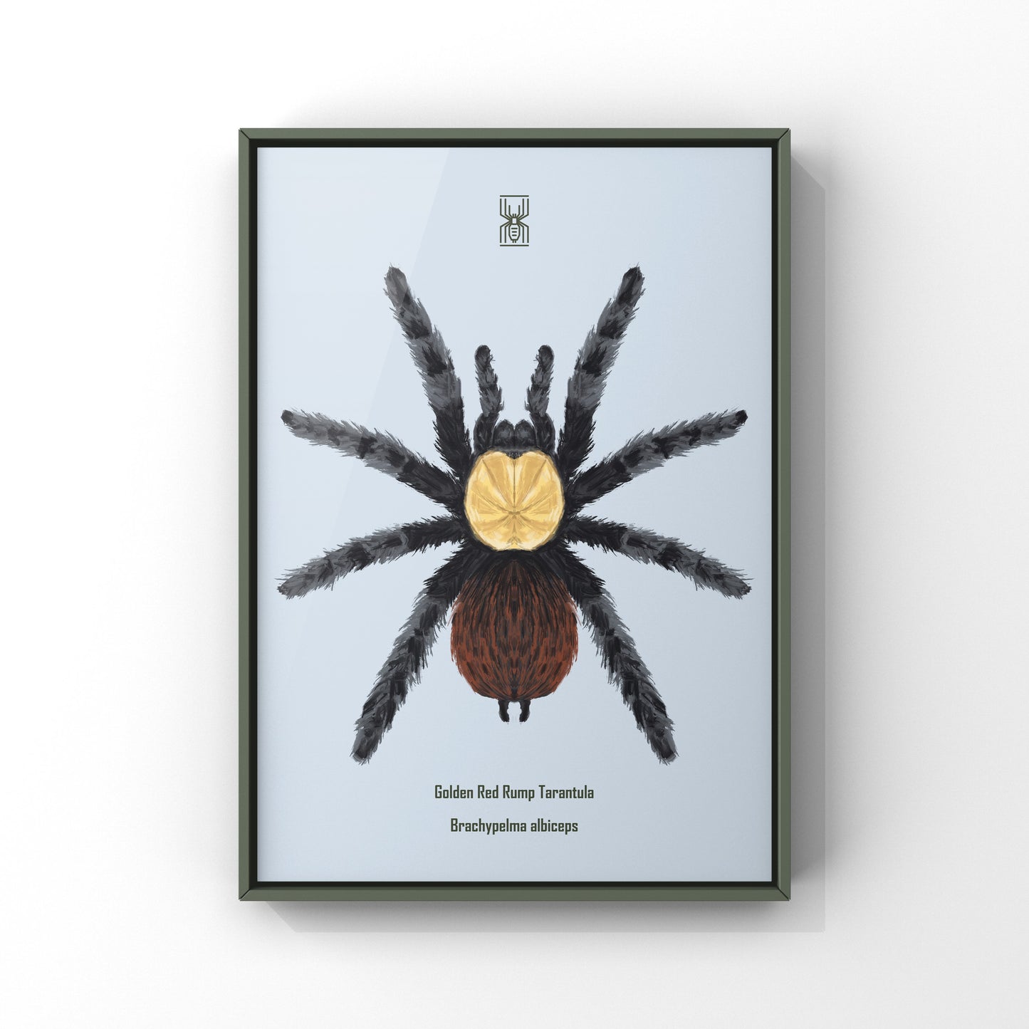 Golden Red Rump Tarantula, Brachypelma Albiceps, Photographic Art Print