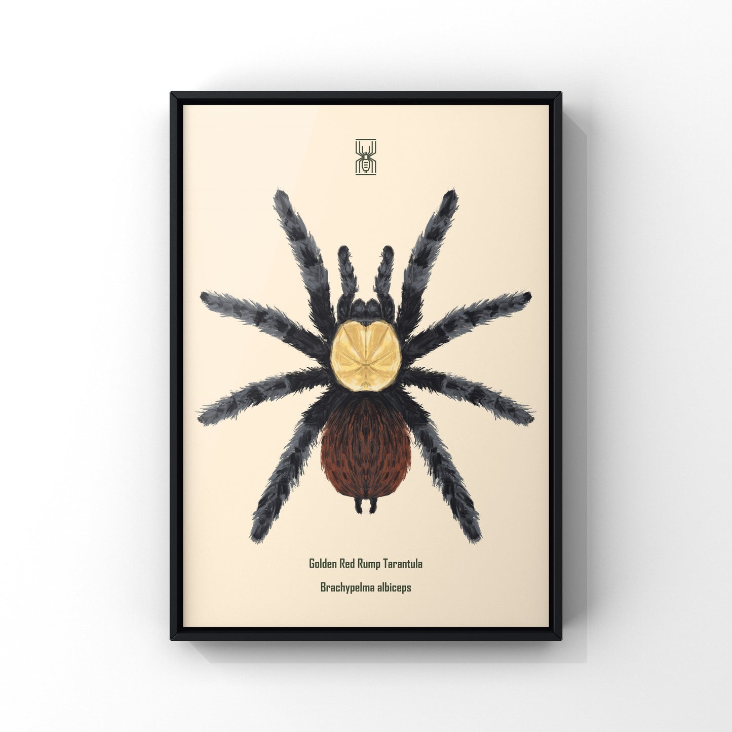 Golden Red Rump Tarantula, Brachypelma Albiceps, Photographic Art Print