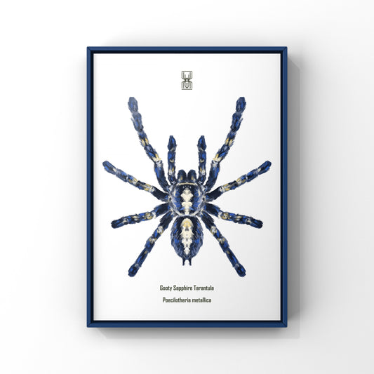 Gooty Sapphire Tarantula, Poecilotheria Metallica, Photographic Art Print