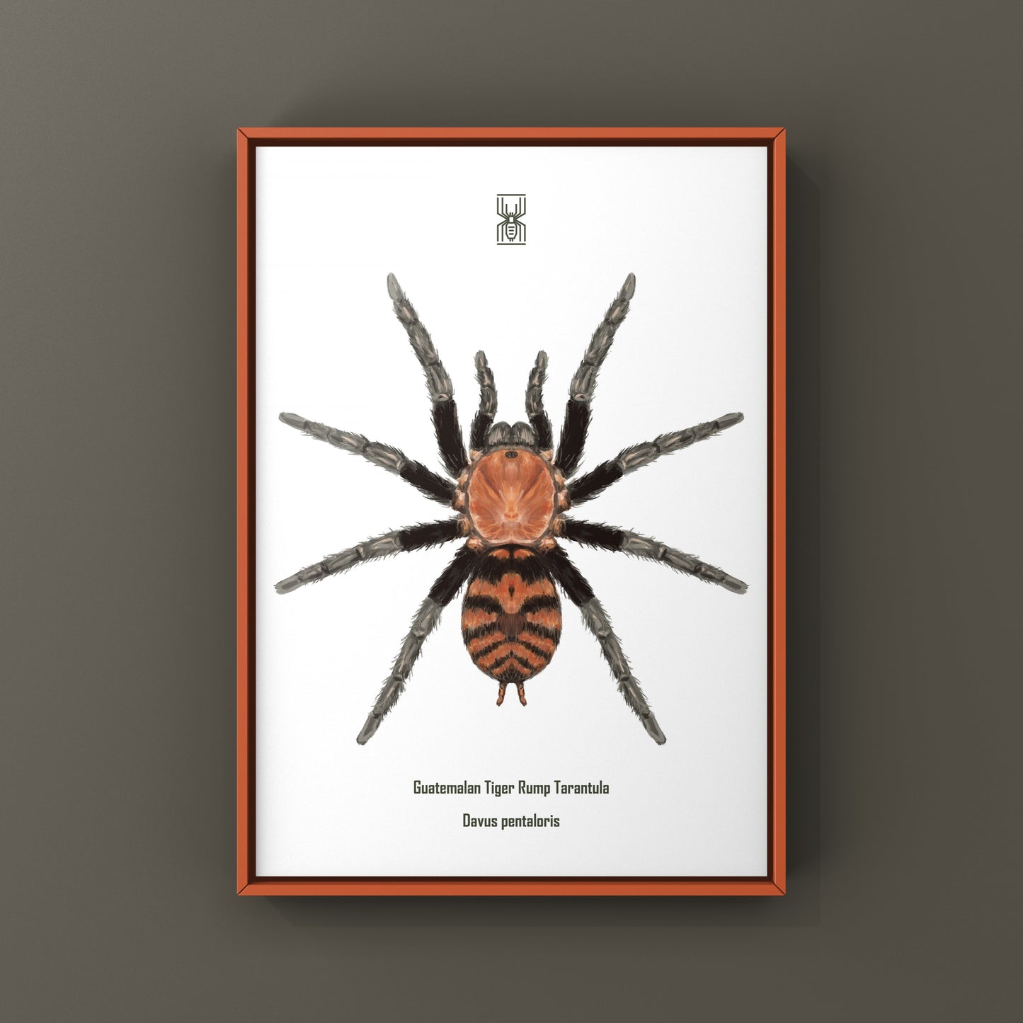 Guatemalan Tiger Rump Tarantula, Davus Pentaloris, Photographic Art Print