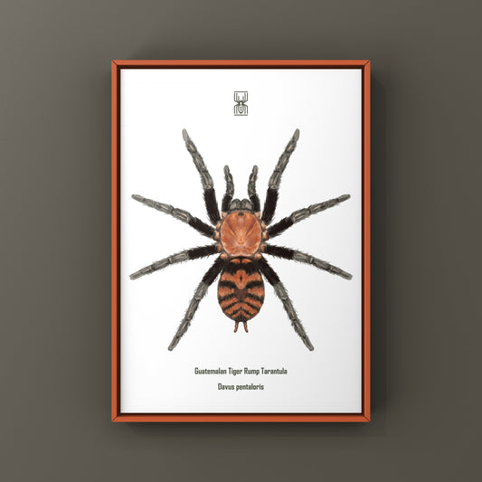 Guatemalan Tiger Rump Tarantula, Davus Pentaloris, Photographic Art Print
