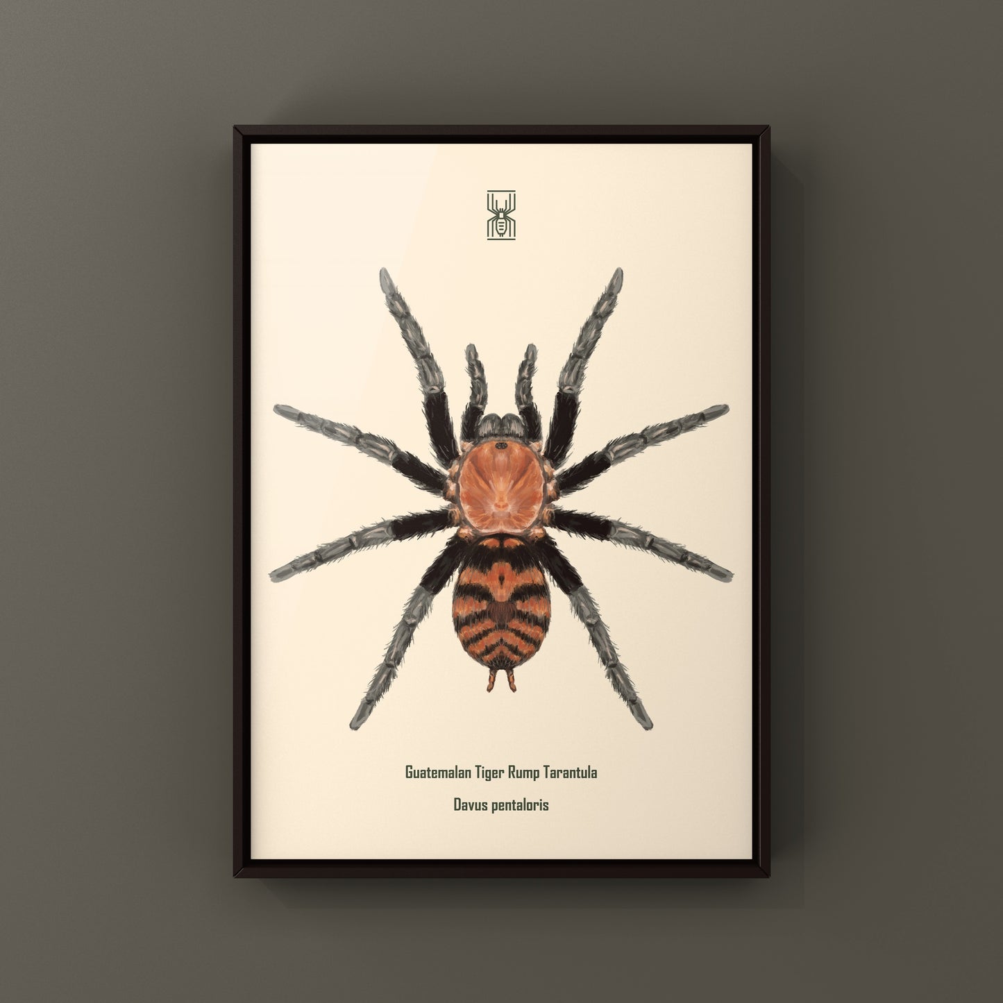 Guatemalan Tiger Rump Tarantula, Davus Pentaloris, Photographic Art Print