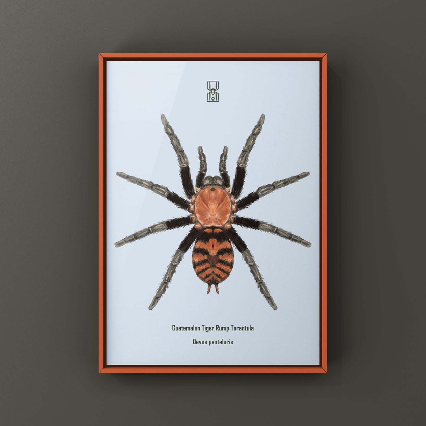 Guatemalan Tiger Rump Tarantula, Davus Pentaloris, Photographic Art Print