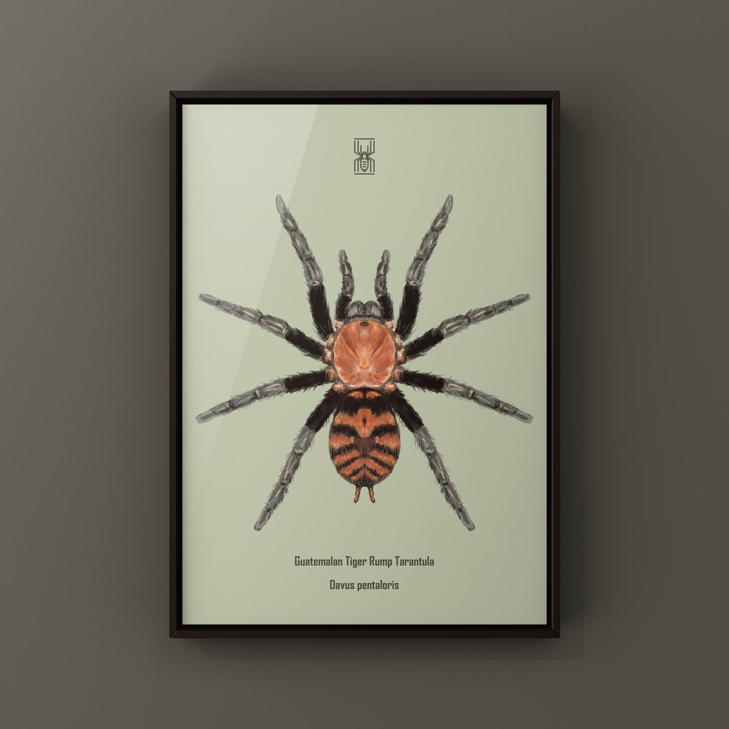 Guatemalan Tiger Rump Tarantula, Davus Pentaloris, Photographic Art Print
