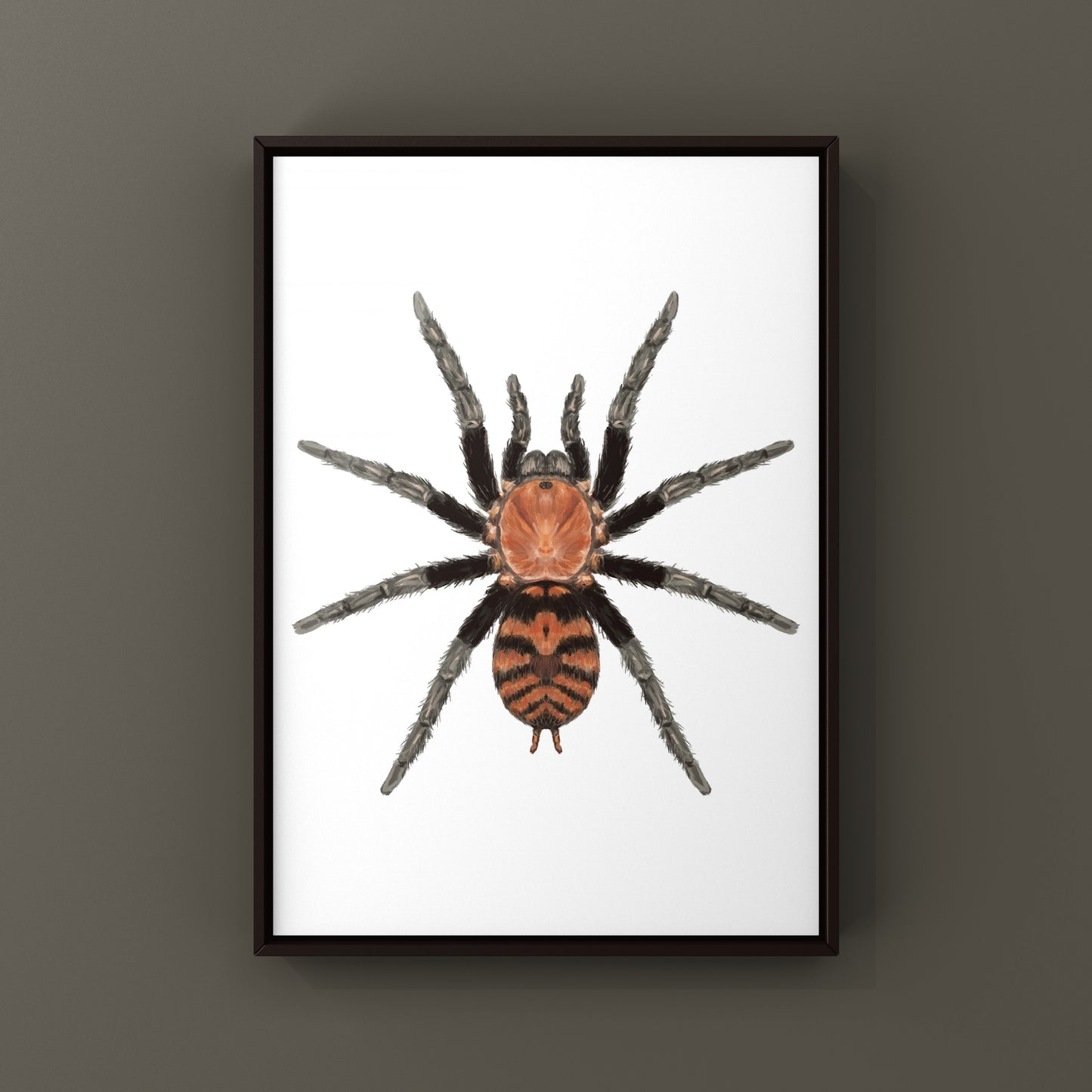 Guatemalan Tiger Rump Tarantula, Davus Pentaloris, Photographic Art Print