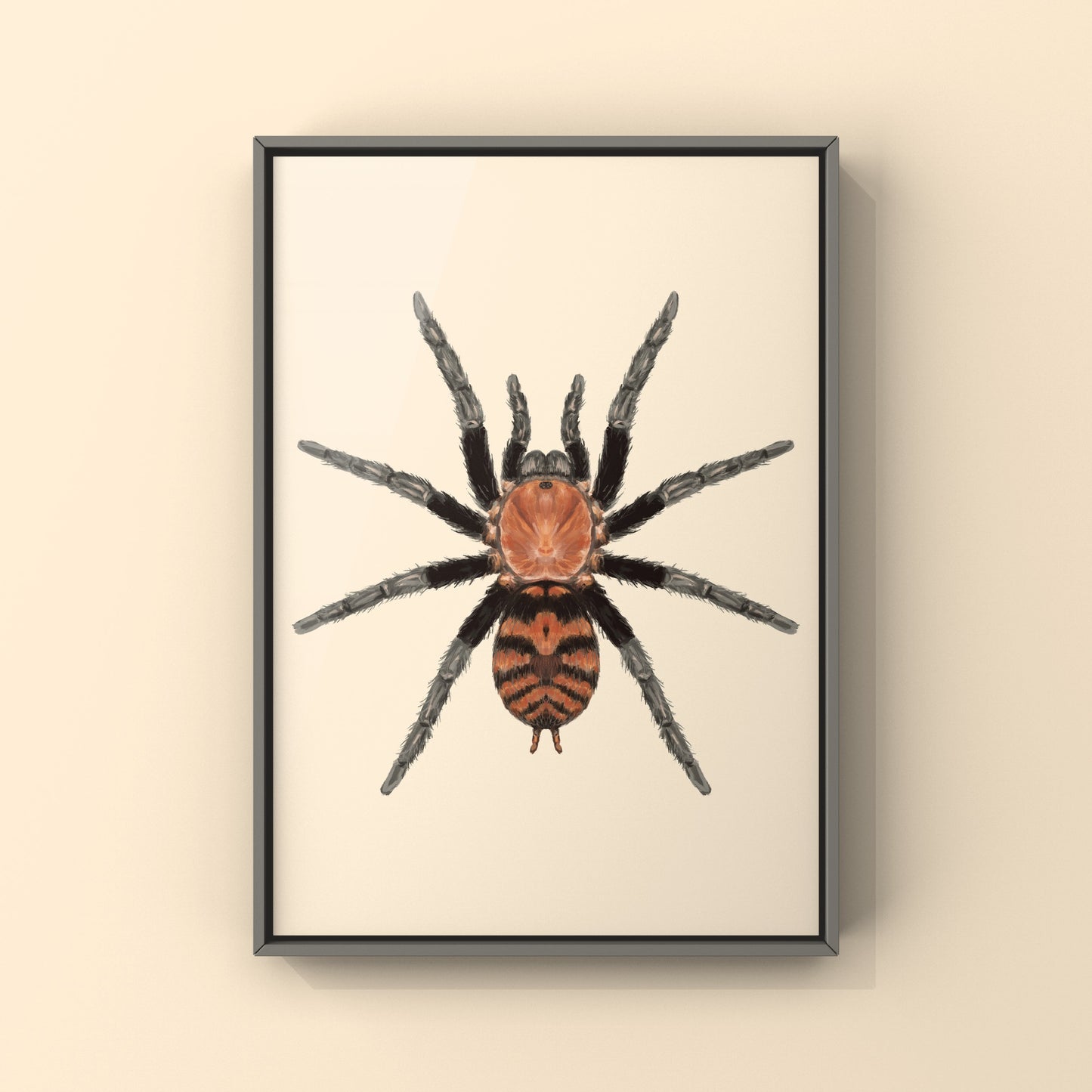 Guatemalan Tiger Rump Tarantula, Davus Pentaloris, Photographic Art Print