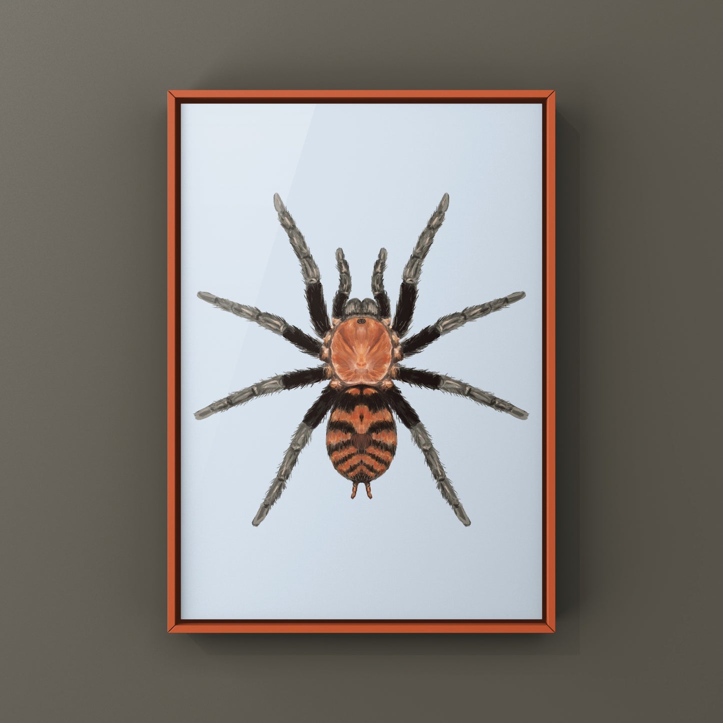 Guatemalan Tiger Rump Tarantula, Davus Pentaloris, Photographic Art Print