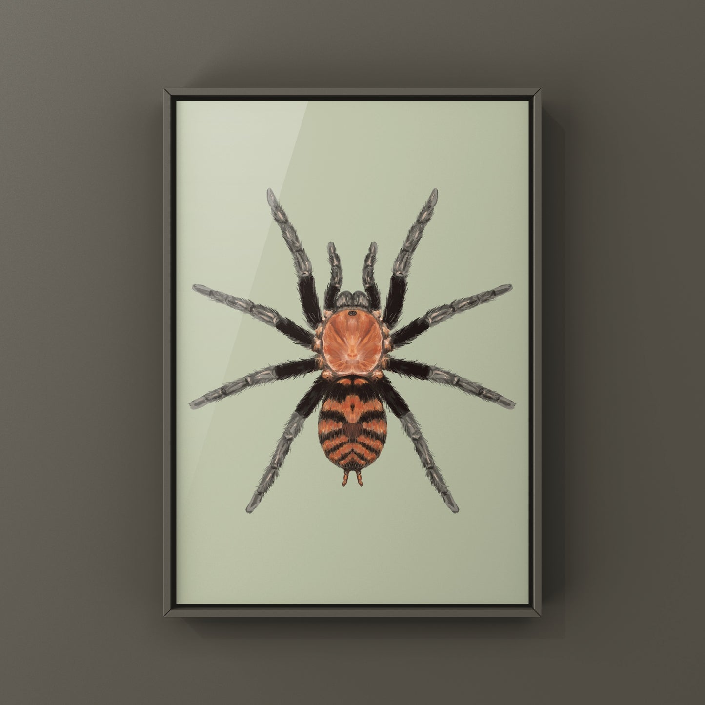 Guatemalan Tiger Rump Tarantula, Davus Pentaloris, Photographic Art Print