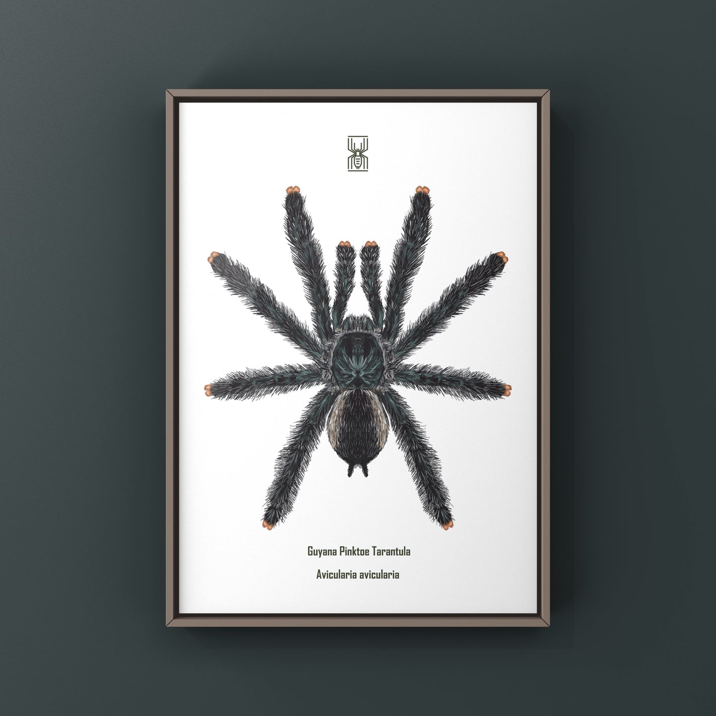 Guyana Pinktoe Tarantula, Avicularia Avicularia, Photographic Art Print