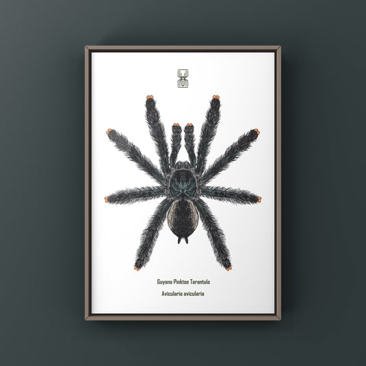 Guyana Pinktoe Tarantula, Avicularia Avicularia, Photographic Art Print