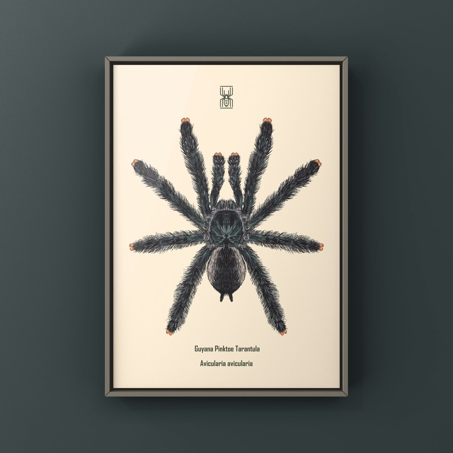 Guyana Pinktoe Tarantula, Avicularia Avicularia, Photographic Art Print