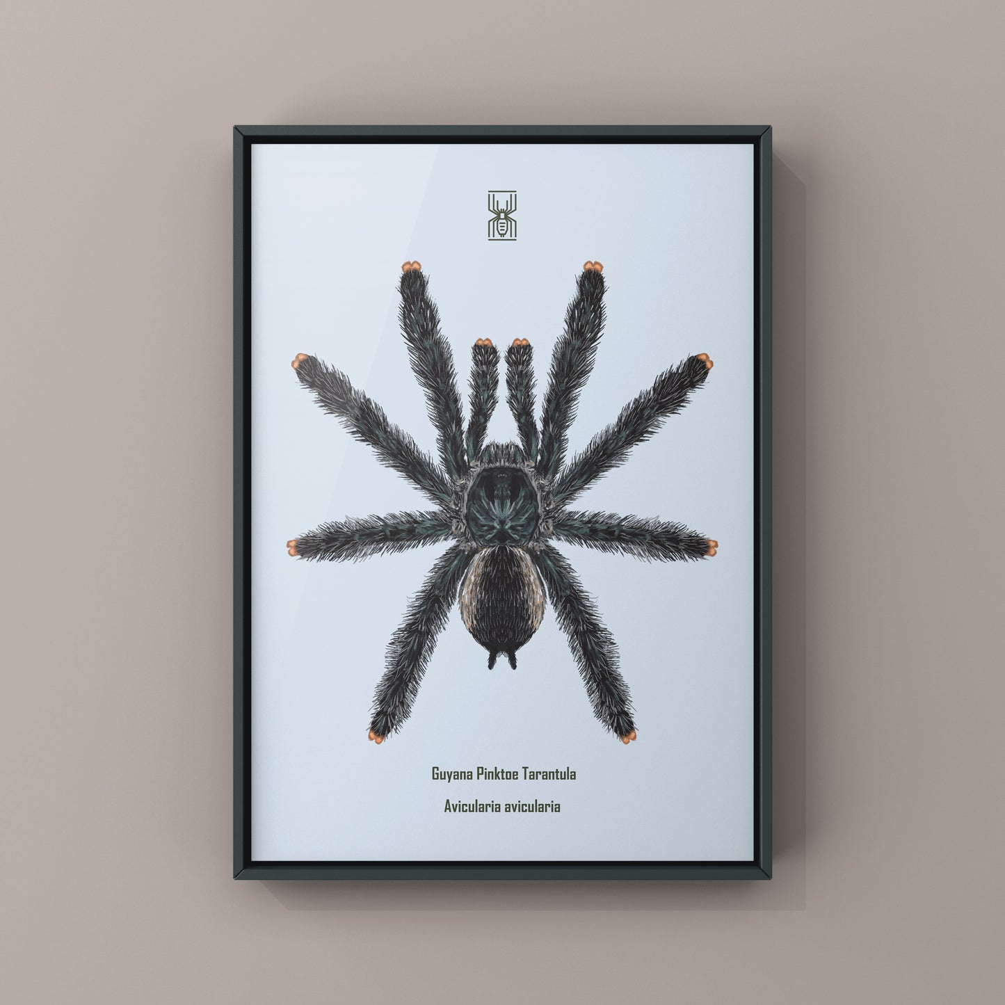 Guyana Pinktoe Tarantula, Avicularia Avicularia, Photographic Art Print