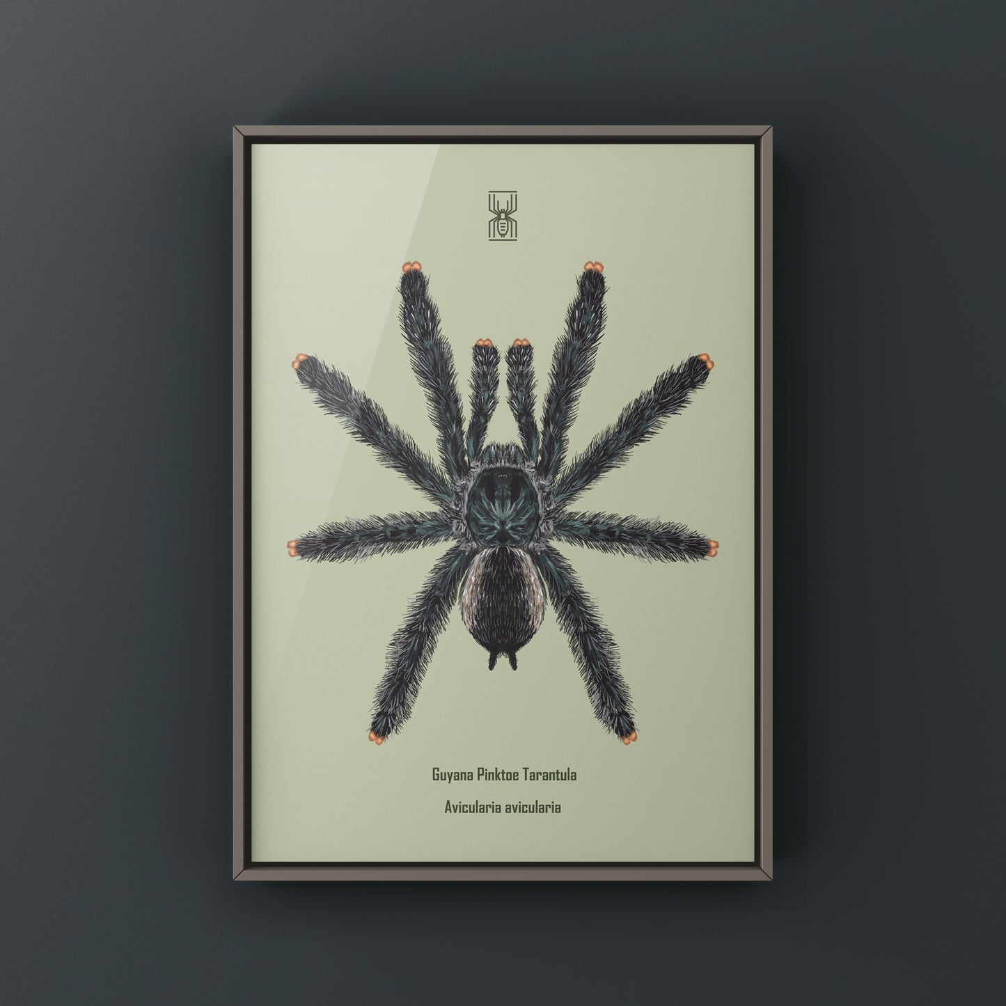 Guyana Pinktoe Tarantula, Avicularia Avicularia, Photographic Art Print