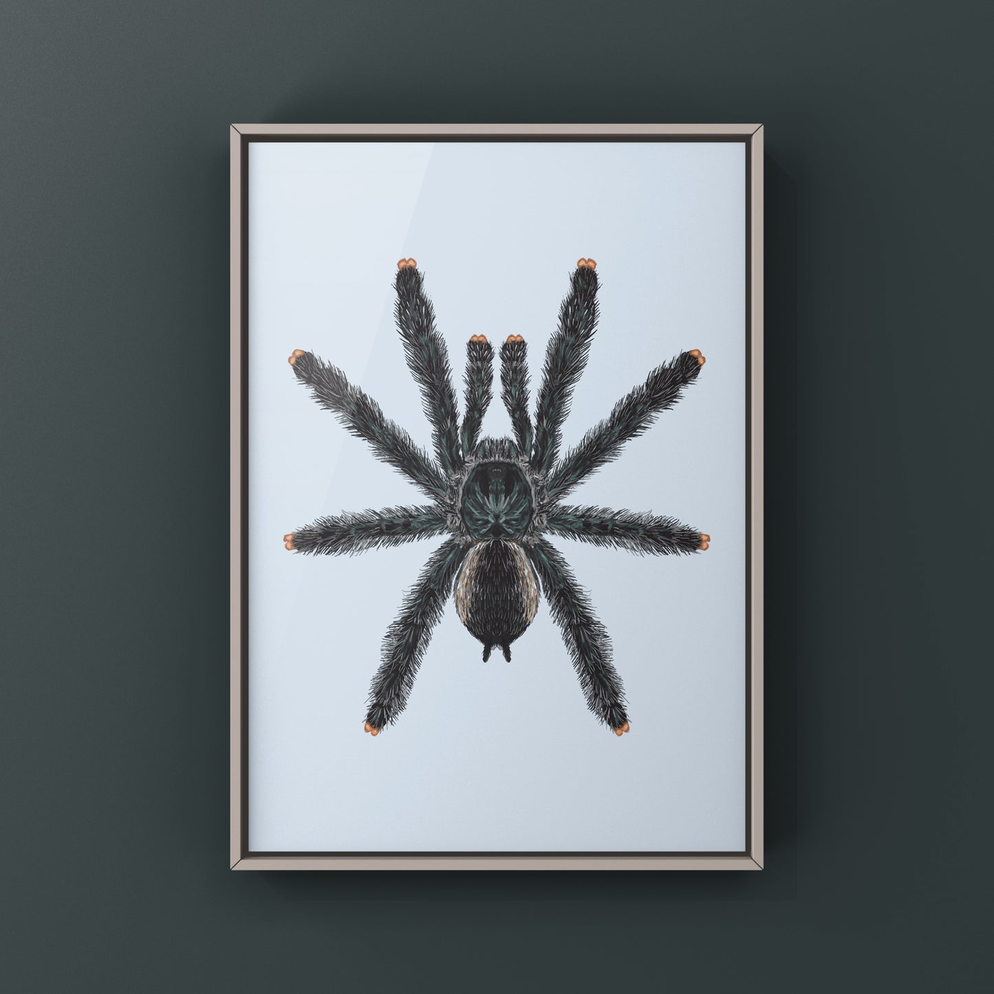 Guyana Pinktoe Tarantula, Avicularia Avicularia, Photographic Art Print