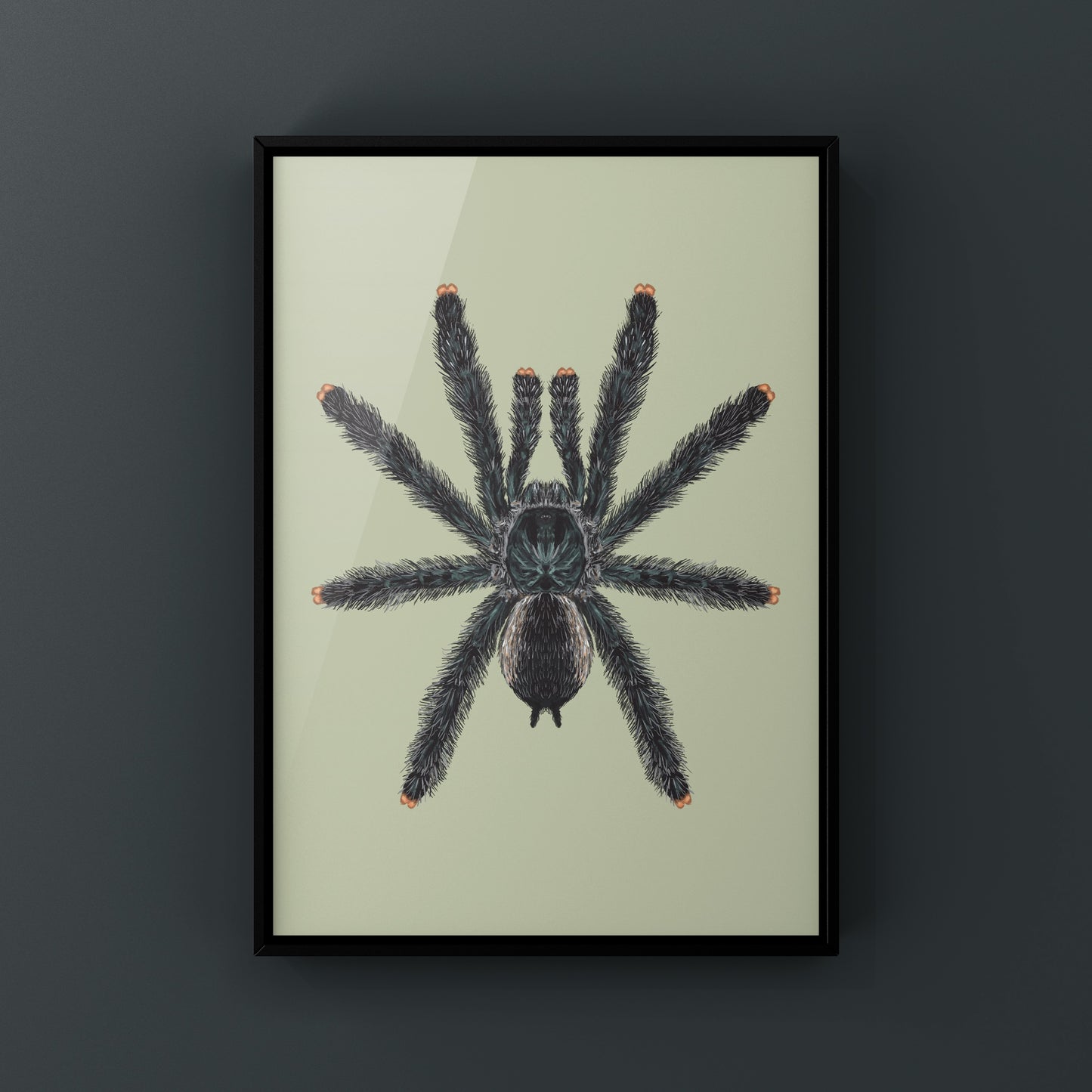 Guyana Pinktoe Tarantula, Avicularia Avicularia, Photographic Art Print