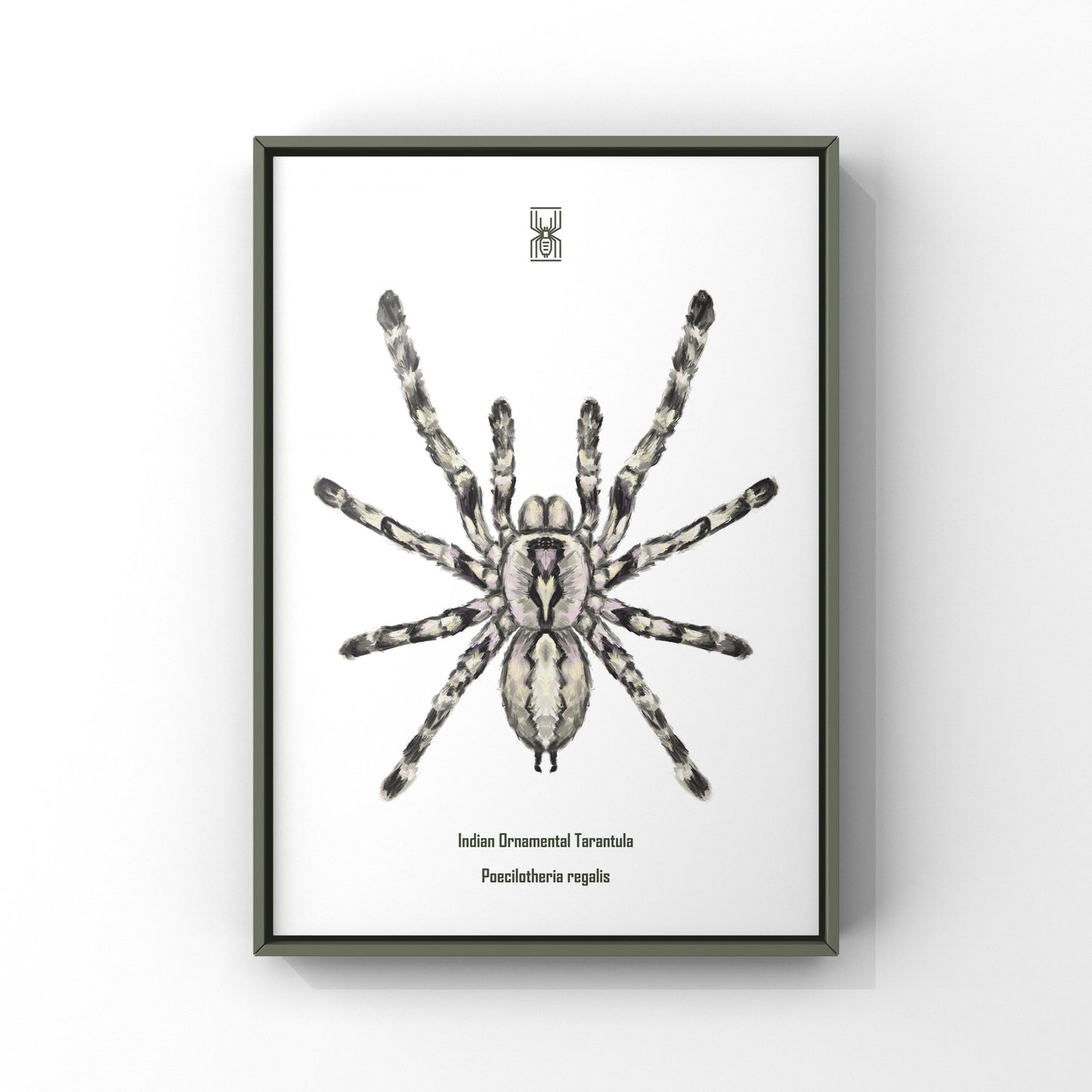 Indian Ornamental Tarantula, Poecilotheria Regalis, Photographic Art Print