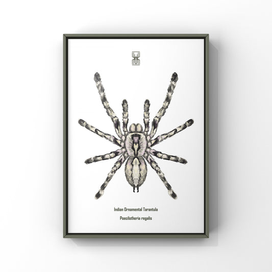Indian Ornamental Tarantula, Poecilotheria Regalis, Photographic Art Print