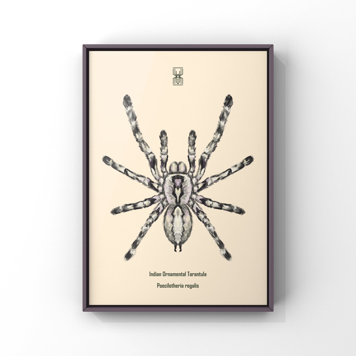 Indian Ornamental Tarantula, Poecilotheria Regalis, Photographic Art Print