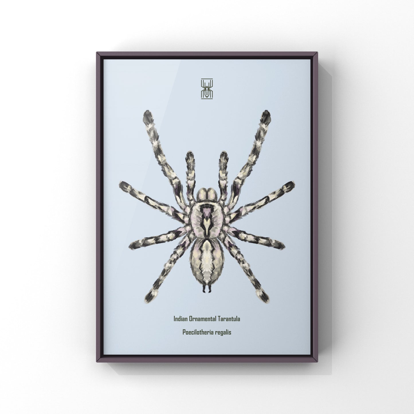 Indian Ornamental Tarantula, Poecilotheria Regalis, Photographic Art Print