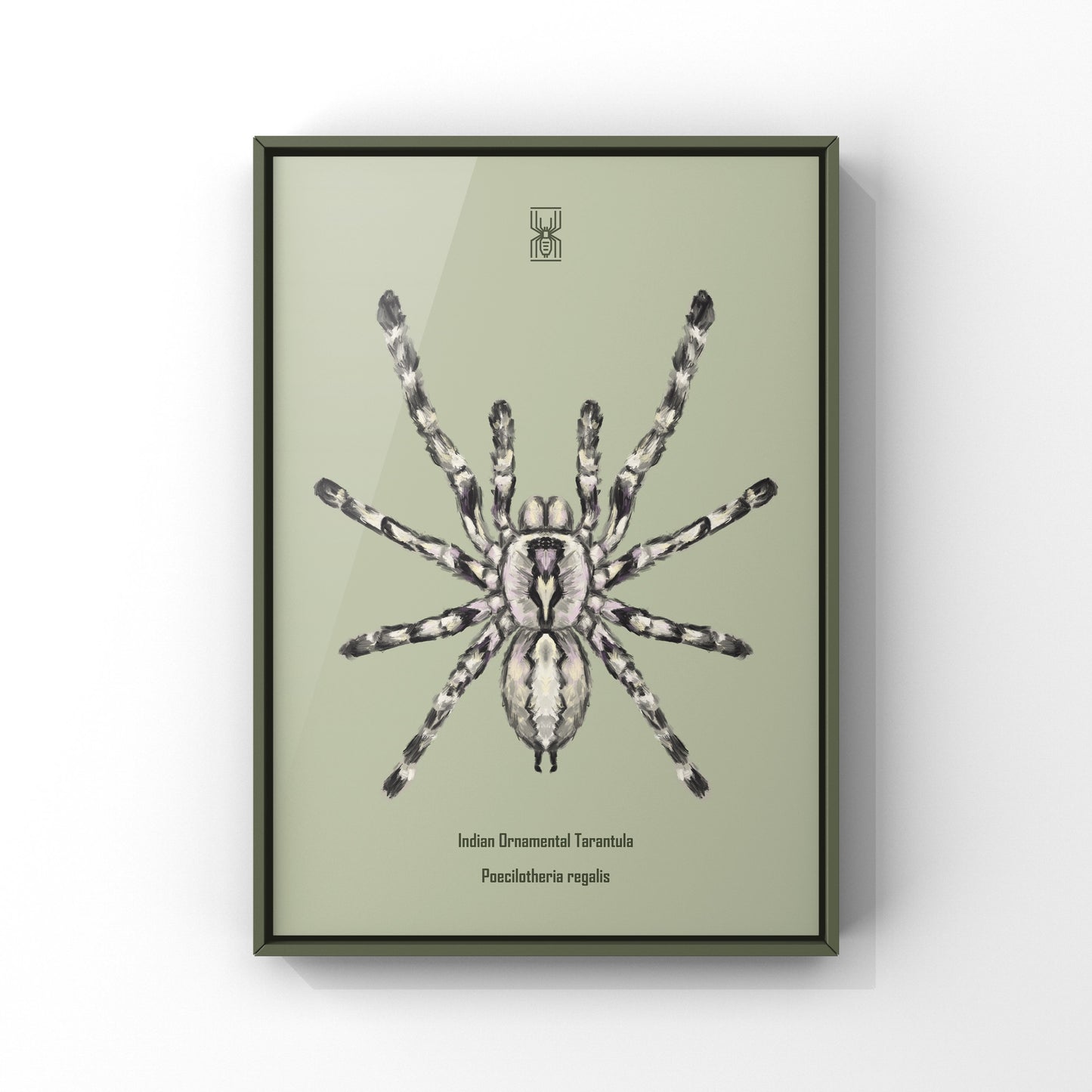 Indian Ornamental Tarantula, Poecilotheria Regalis, Photographic Art Print