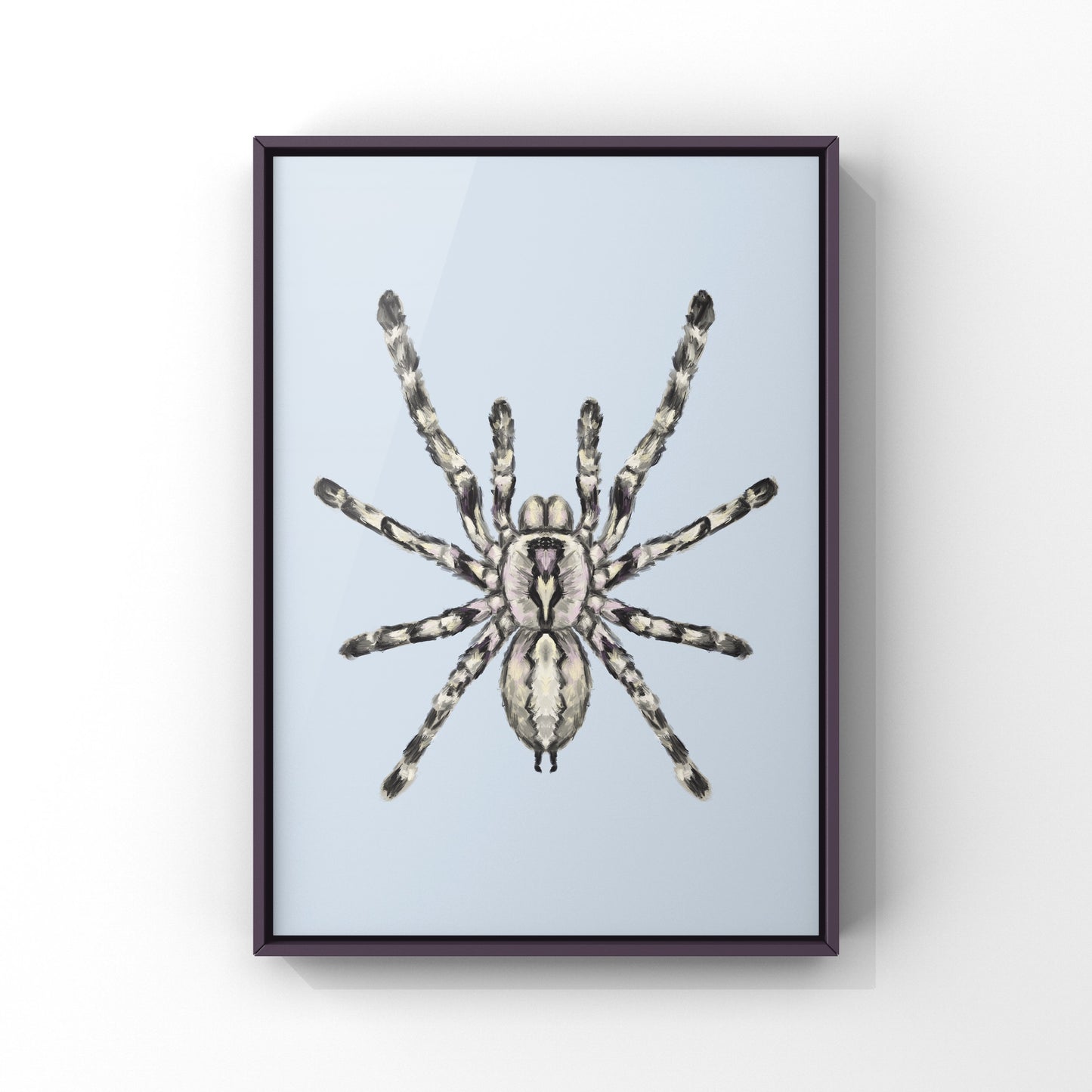 Indian Ornamental Tarantula, Poecilotheria Regalis, Photographic Art Print