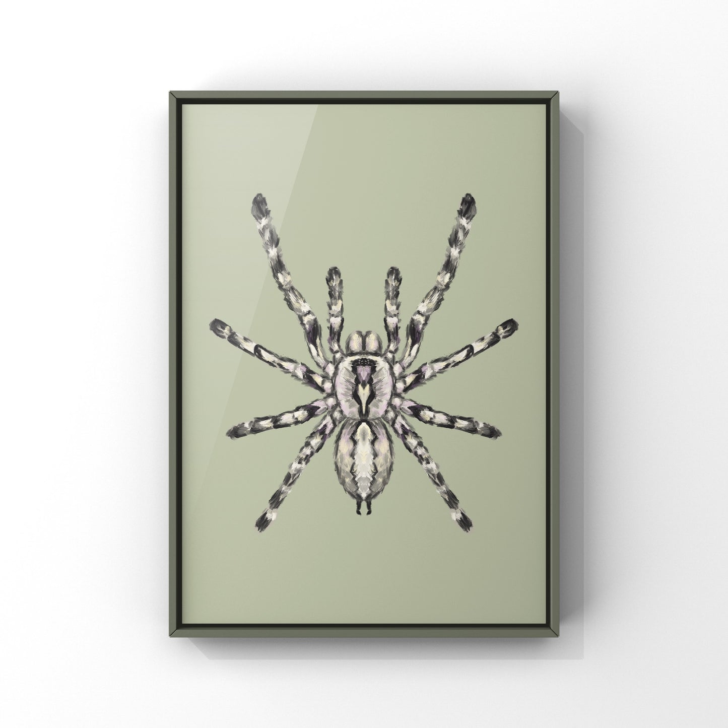 Indian Ornamental Tarantula, Poecilotheria Regalis, Photographic Art Print