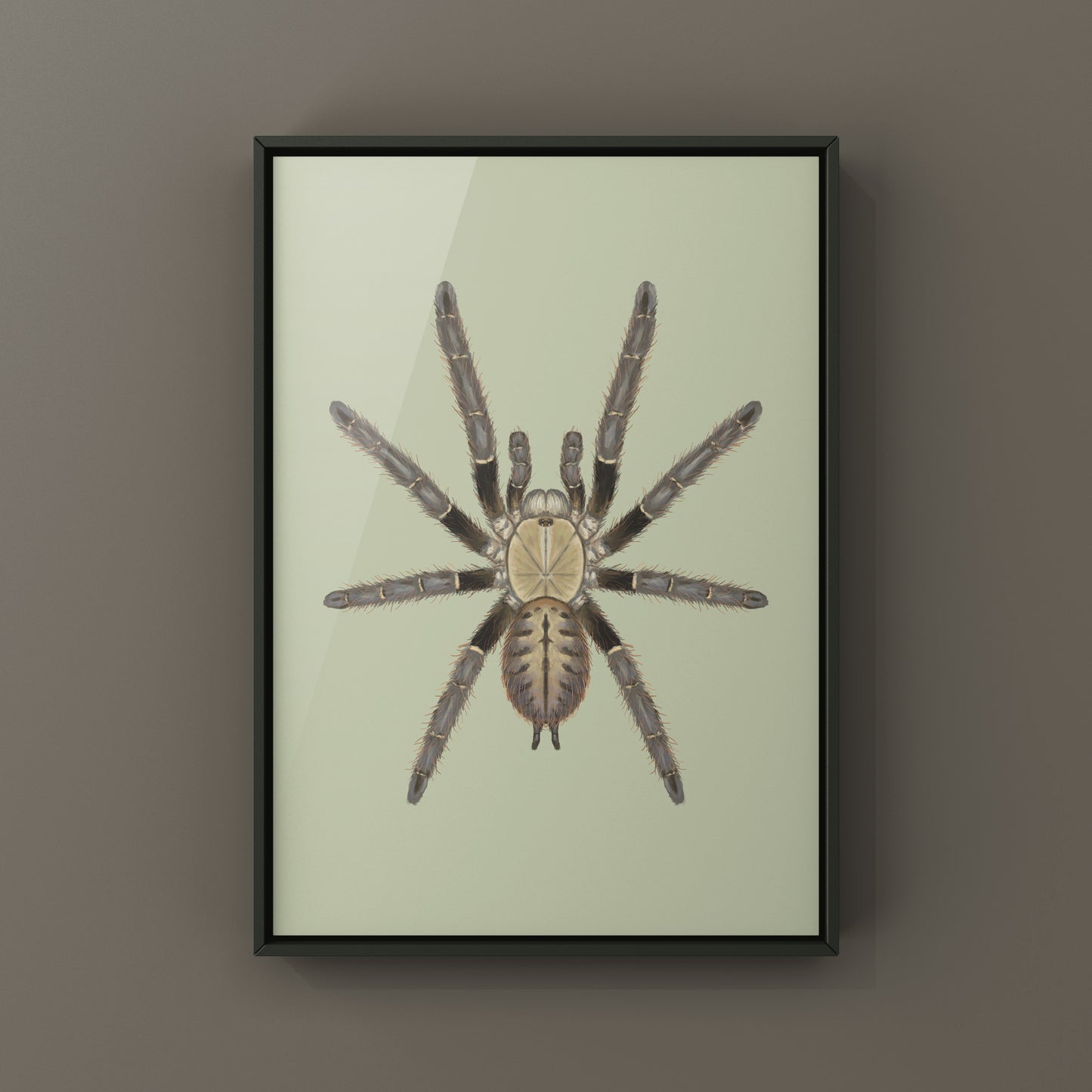Malaysian Earth Tiger Tarantula, Omothymus Shioedtei, Photographic Art Print
