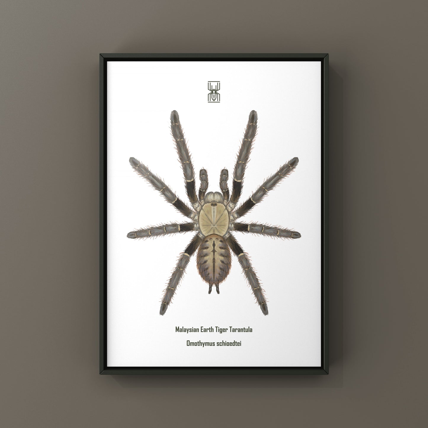 Malaysian Earth Tiger Tarantula, Omothymus Shioedtei, Photographic Art Print