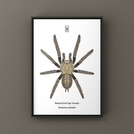 Malaysian Earth Tiger Tarantula, Omothymus Shioedtei, Photographic Art Print