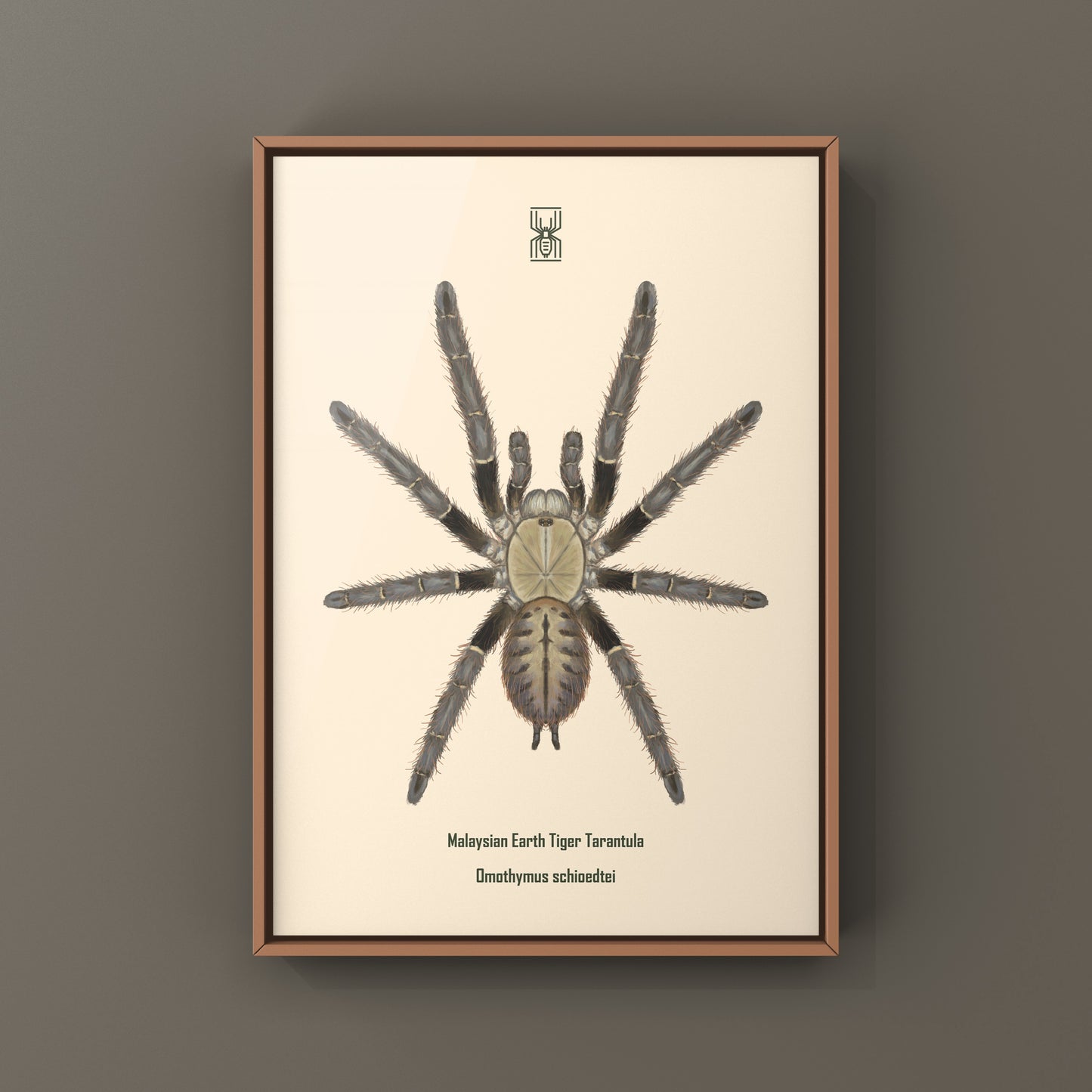 Malaysian Earth Tiger Tarantula, Omothymus Shioedtei, Photographic Art Print