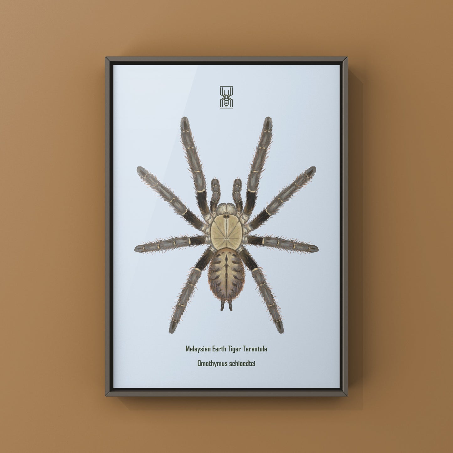 Malaysian Earth Tiger Tarantula, Omothymus Shioedtei, Photographic Art Print