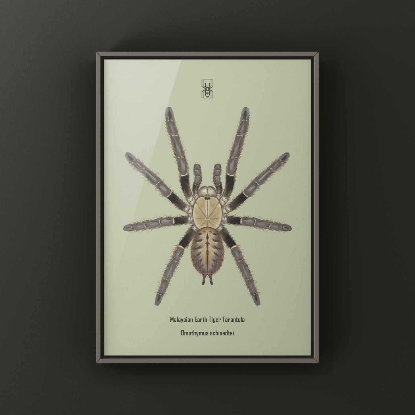 Malaysian Earth Tiger Tarantula, Omothymus Shioedtei, Photographic Art Print