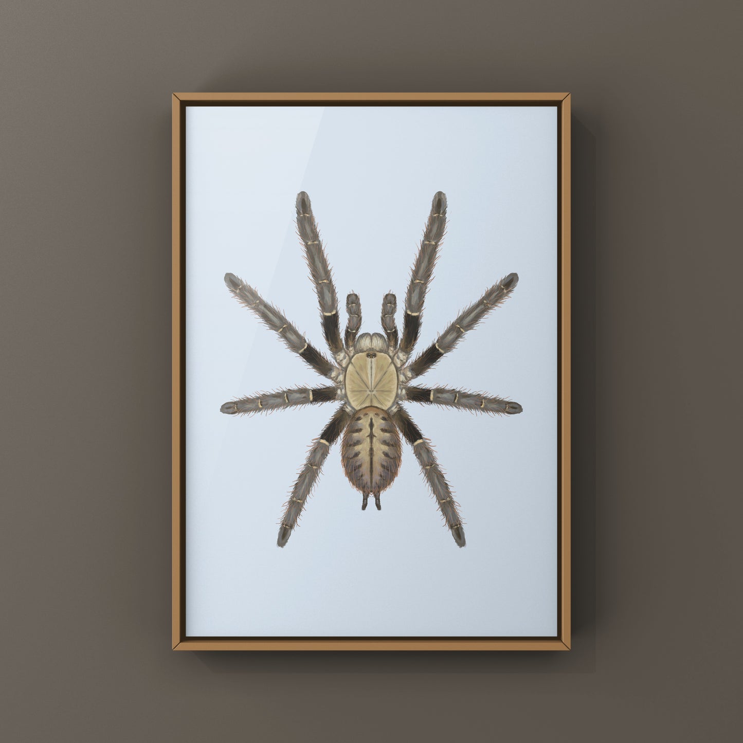 Malaysian Earth Tiger Tarantula, Omothymus Shioedtei, Photographic Art Print