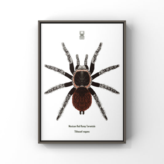 Mexican Red Rump Tarantula, Tliltocatl Vagans, Photographic Art Print