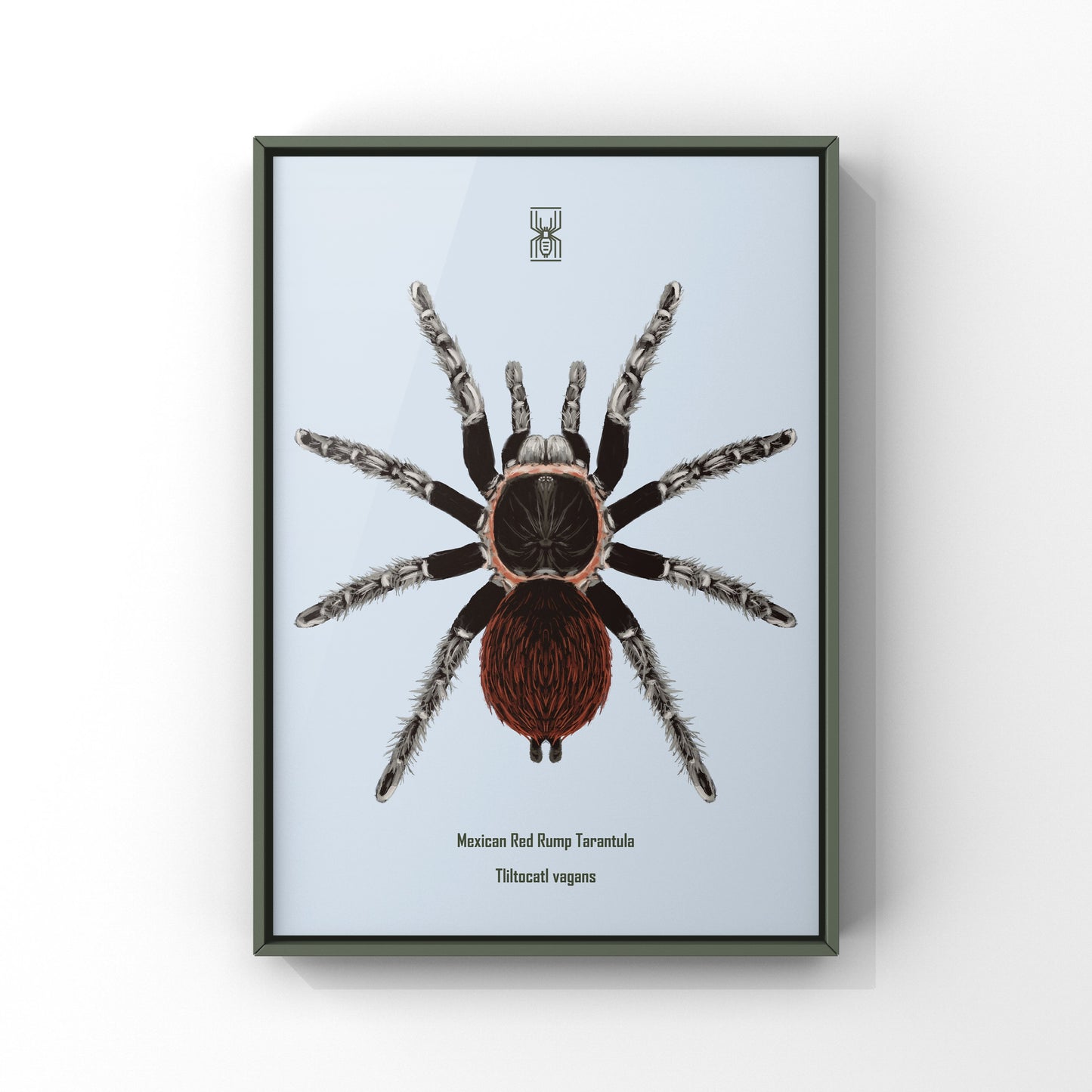 Mexican Red Rump Tarantula, Tliltocatl Vagans, Photographic Art Print from The Silk Ranch