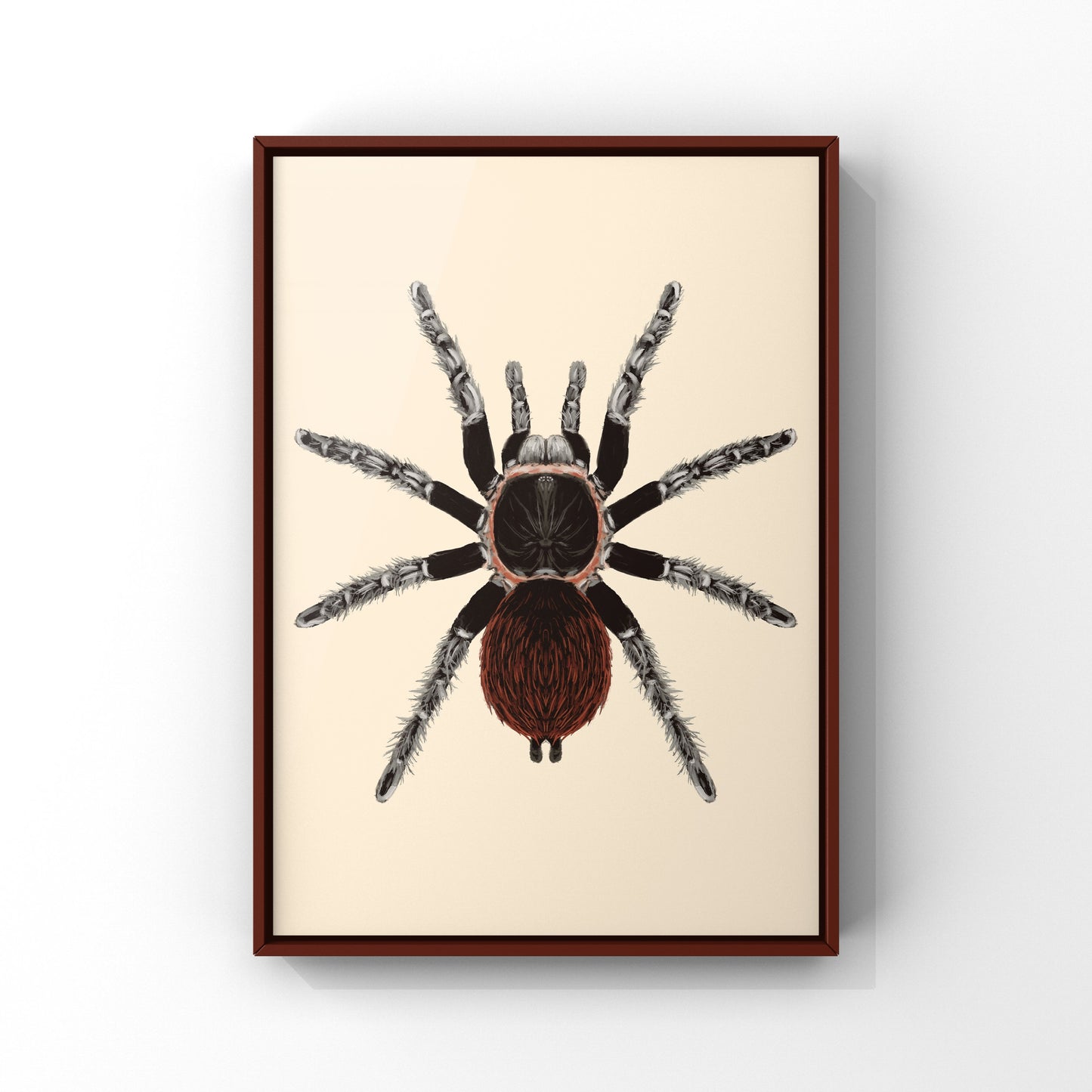 Mexican Red Rump Tarantula, Tliltocatl Vagans, Photographic Art Print from The Silk Ranch