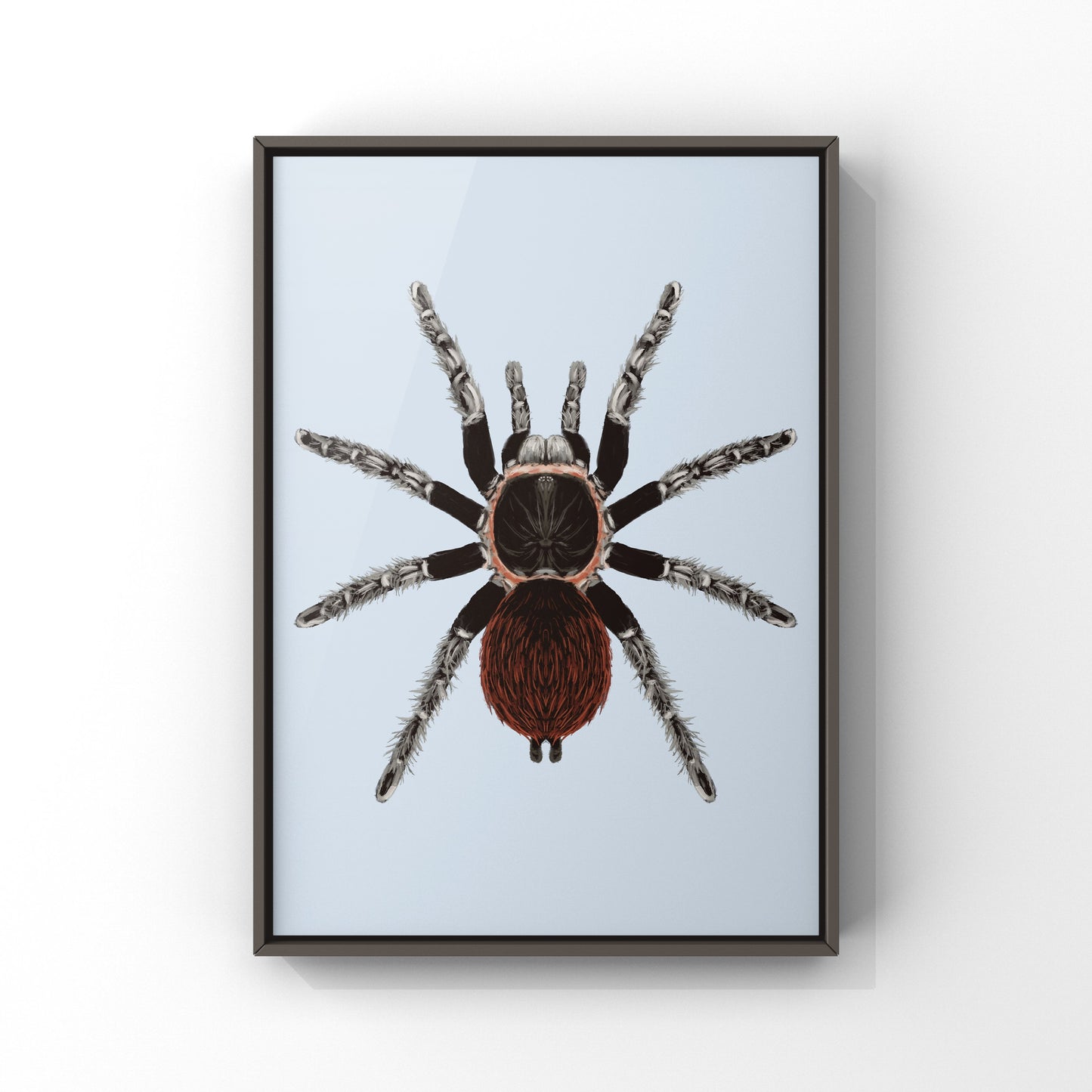 Mexican Red Rump Tarantula, Tliltocatl Vagans, Photographic Art Print from The Silk Ranch