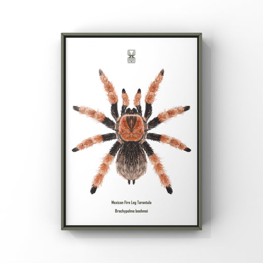 Mexican Fire Leg Tarantula, Brachypelma Boehmei, Photographic Art Print