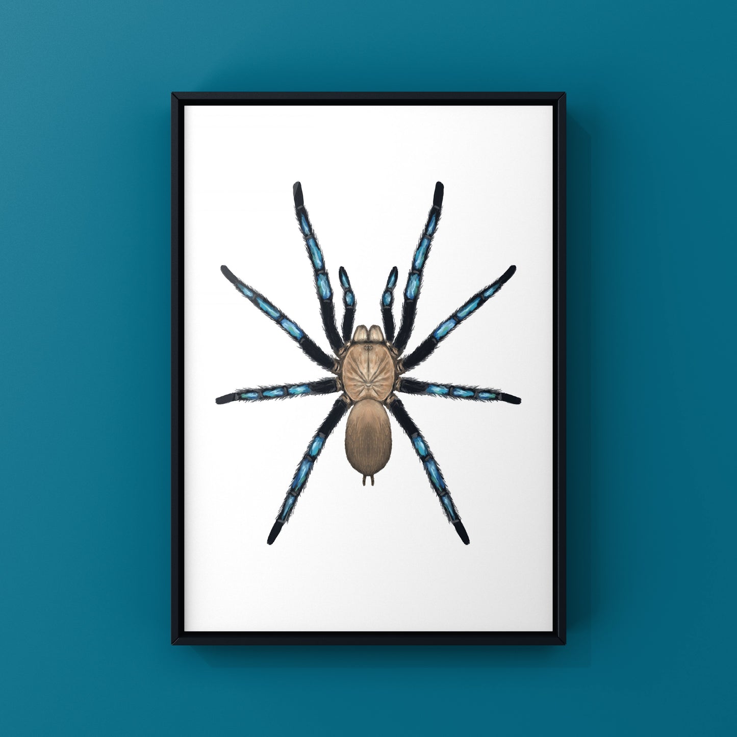 Neon Blue Leg Tarantula, Birupes Simoroxigorum, Photographic Art Print from The Silk Ranch