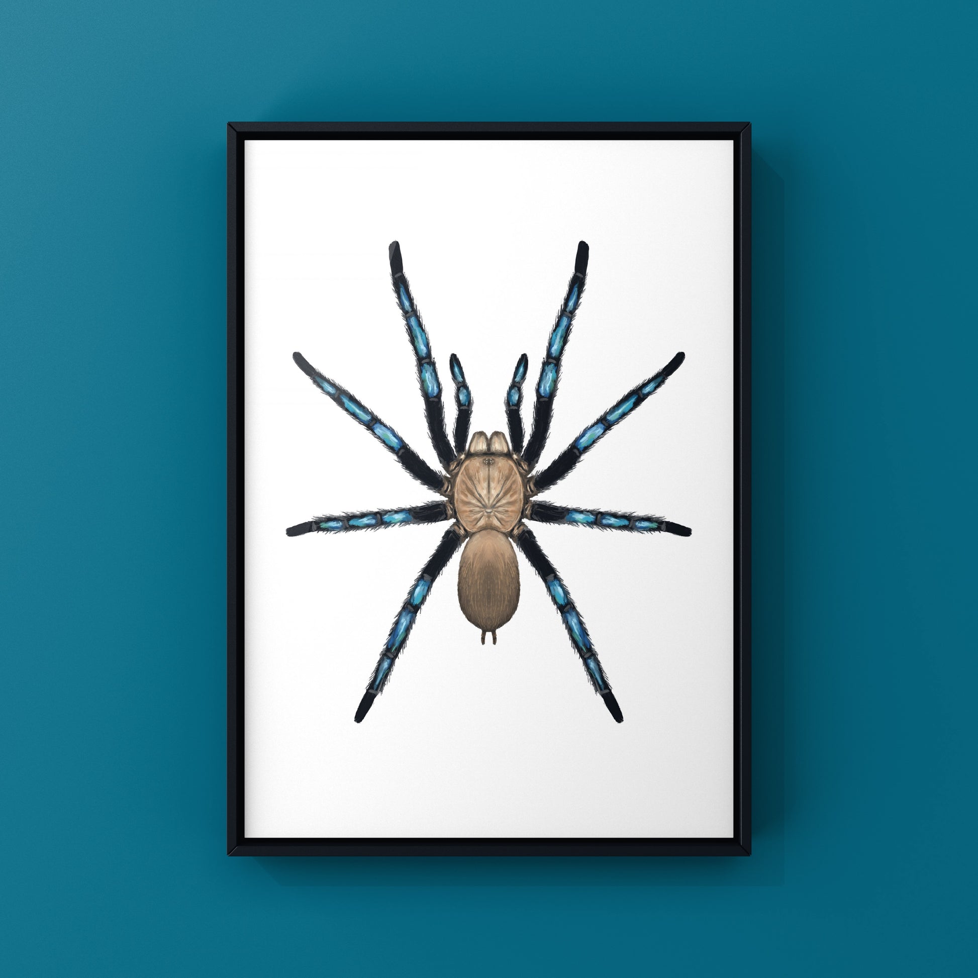 Neon Blue Leg Tarantula, Birupes Simoroxigorum, Photographic Art Print from The Silk Ranch