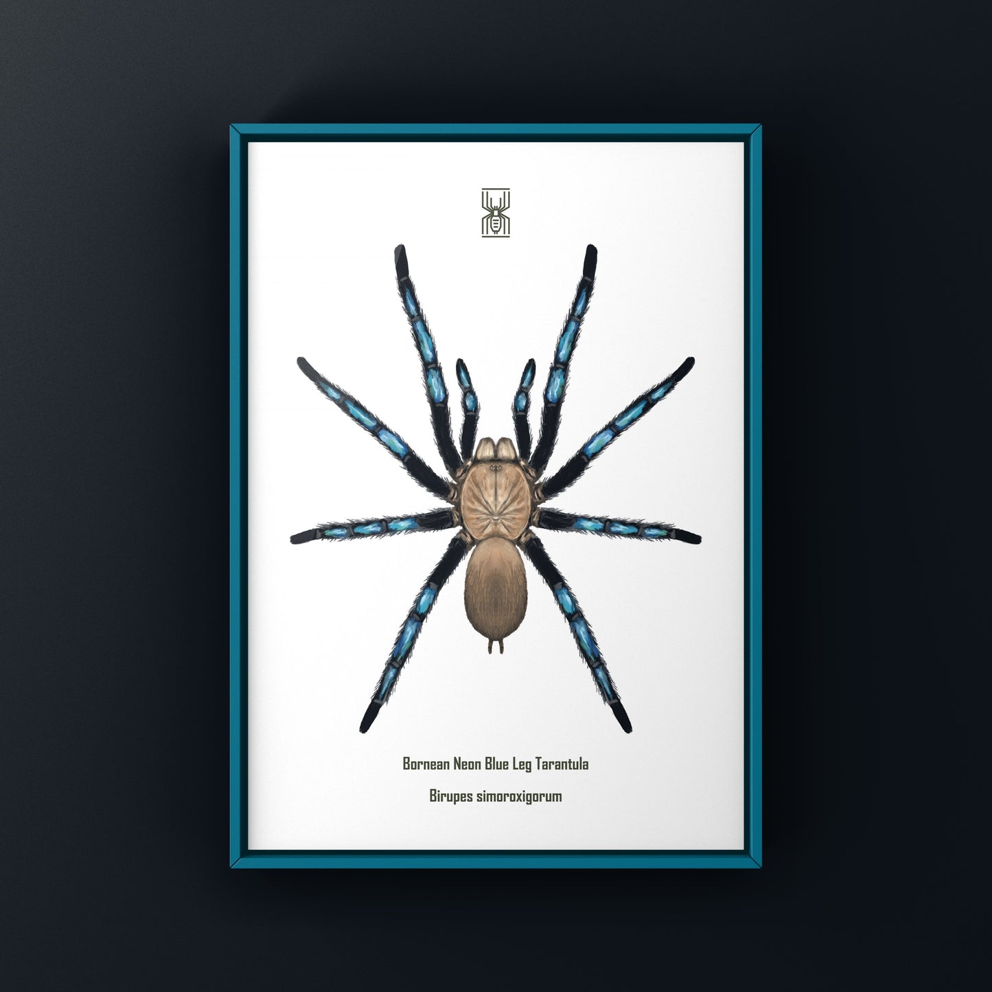 Neon Blue Leg Tarantula, Birupes Simoroxigorum, Photographic Art Print from The Silk Ranch