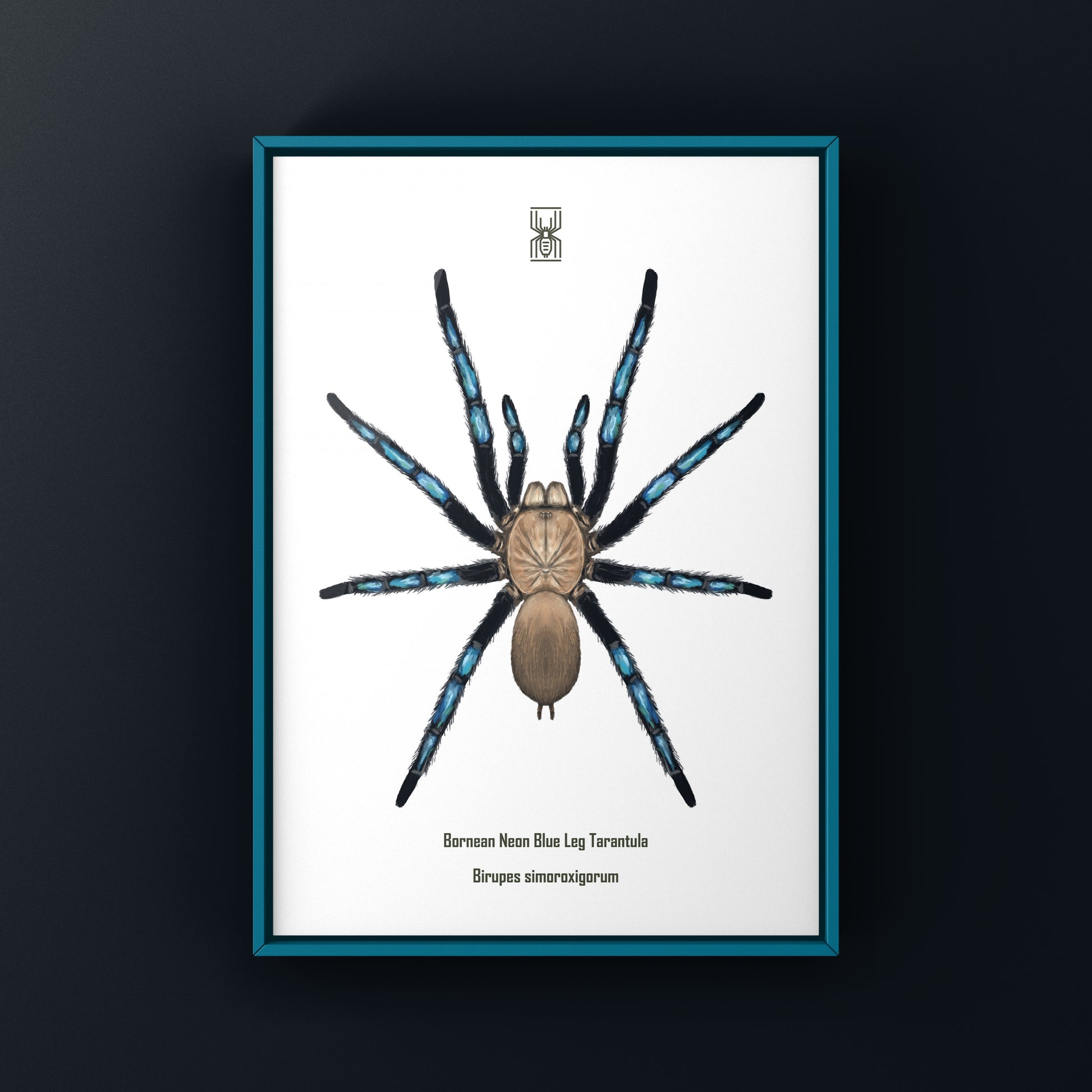 Neon Blue Leg Tarantula, Birupes Simoroxigorum, Photographic Art Print from The Silk Ranch
