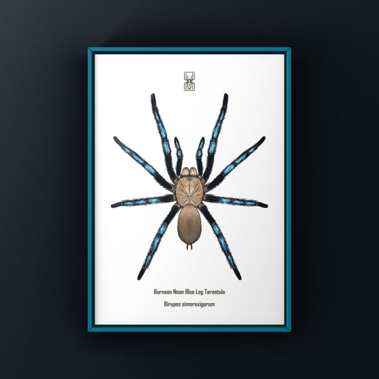 Neon Blue Leg Tarantula, Birupes Simoroxigorum, Photographic Art Print from The Silk Ranch