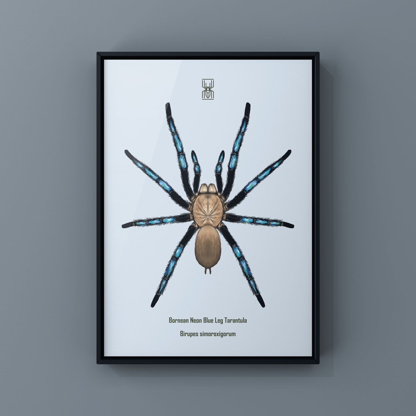 Neon Blue Leg Tarantula, Birupes Simoroxigorum, Photographic Art Print from The Silk Ranch