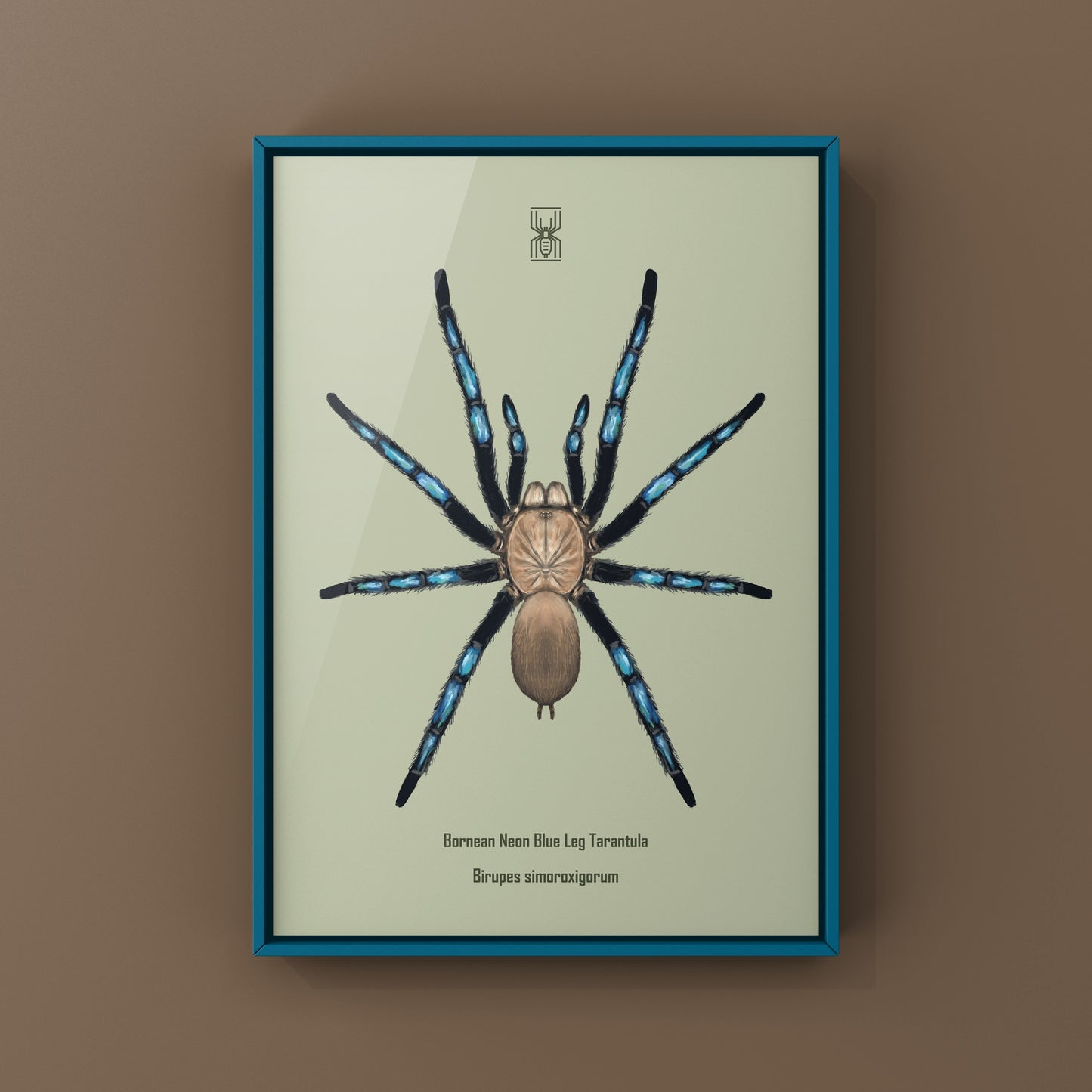 Neon Blue Leg Tarantula, Birupes Simoroxigorum, Photographic Art Print from The Silk Ranch