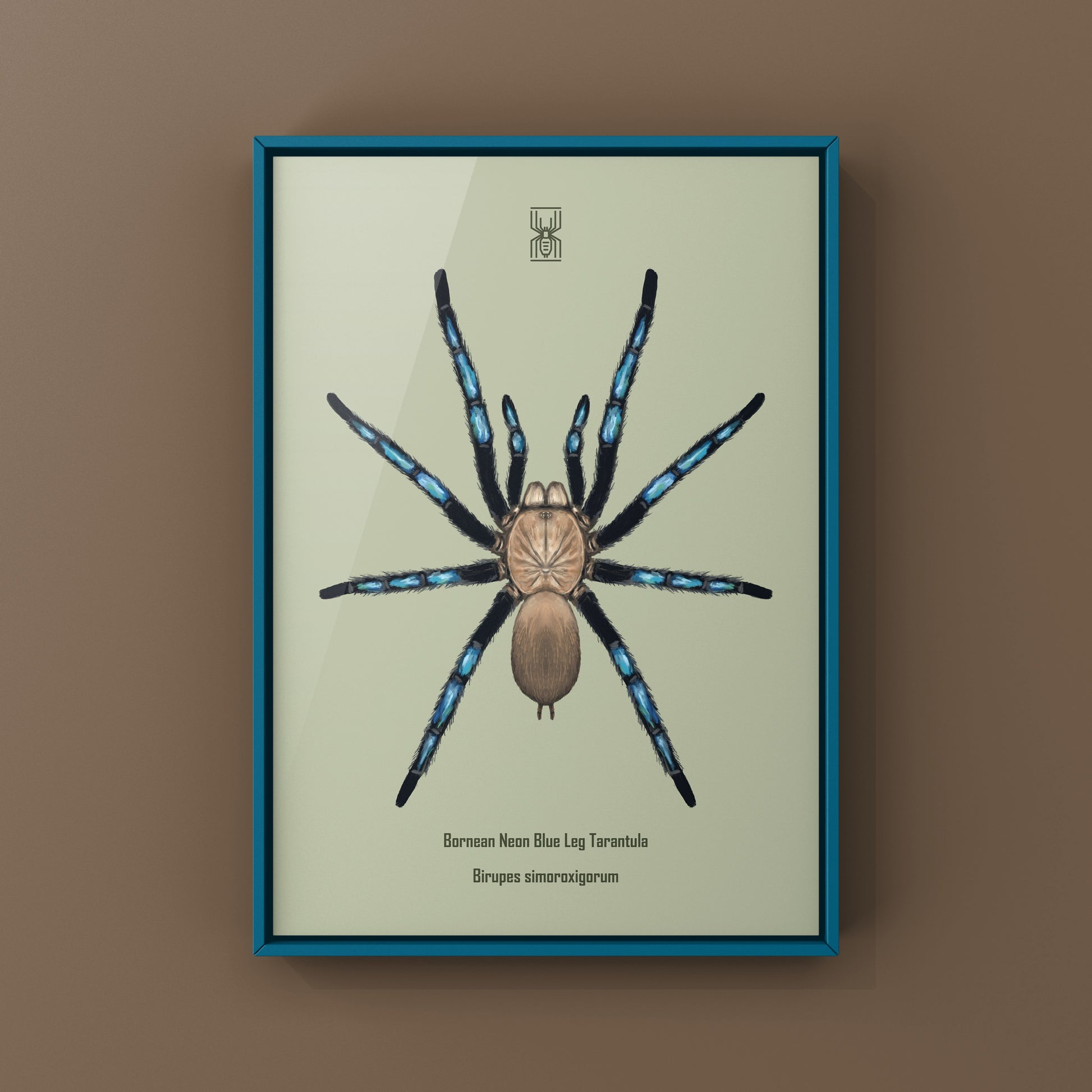 Neon Blue Leg Tarantula, Birupes Simoroxigorum, Photographic Art Print from The Silk Ranch